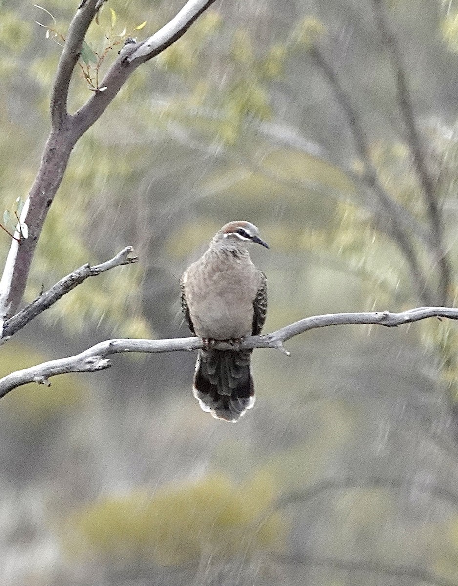 Common Bronzewing - ML617442942