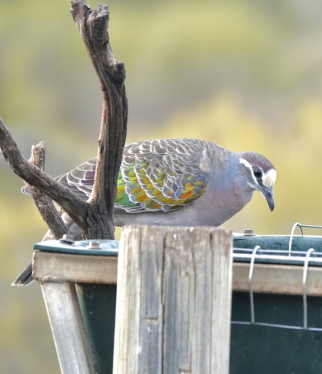 Common Bronzewing - ML617442944