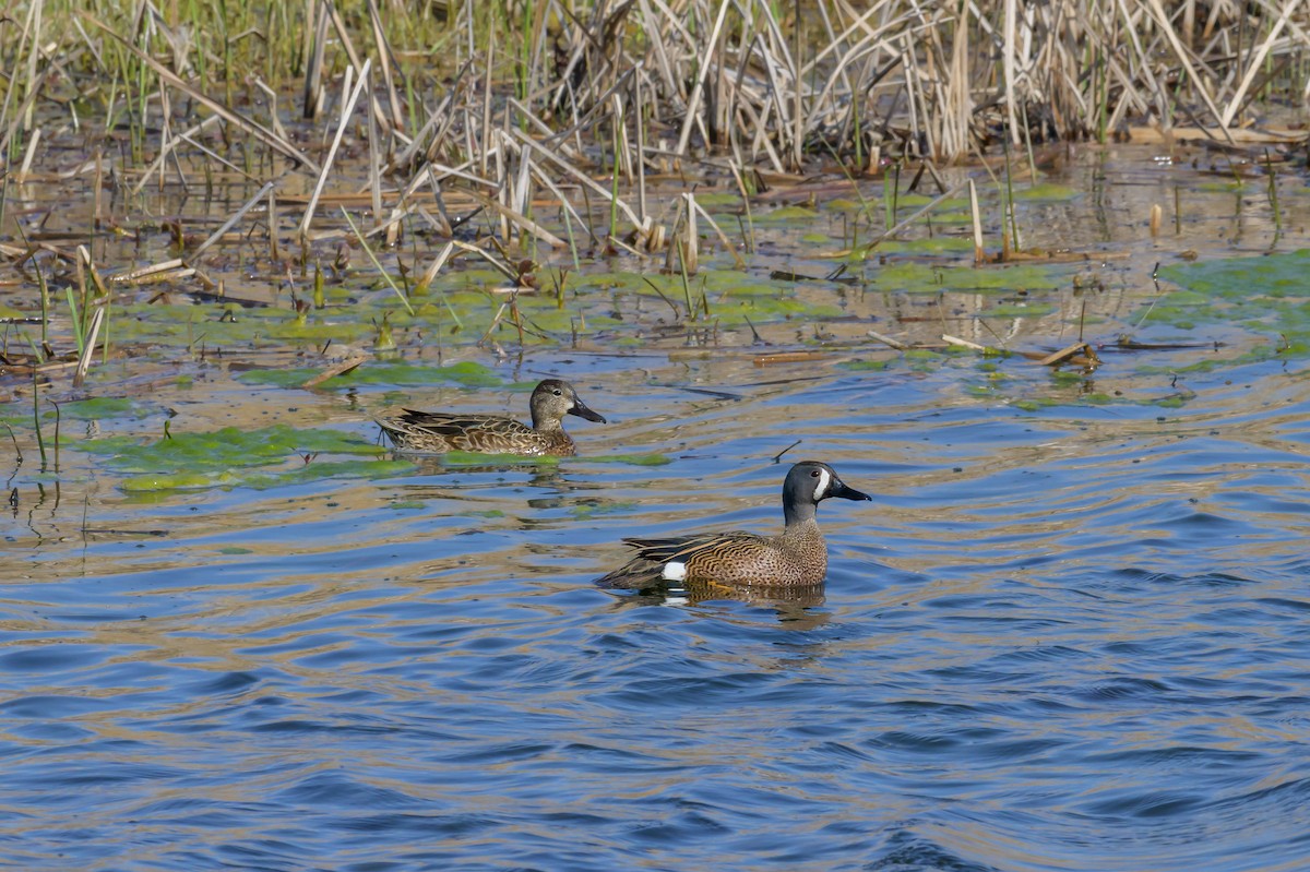 Blue-winged Teal - ML617443004