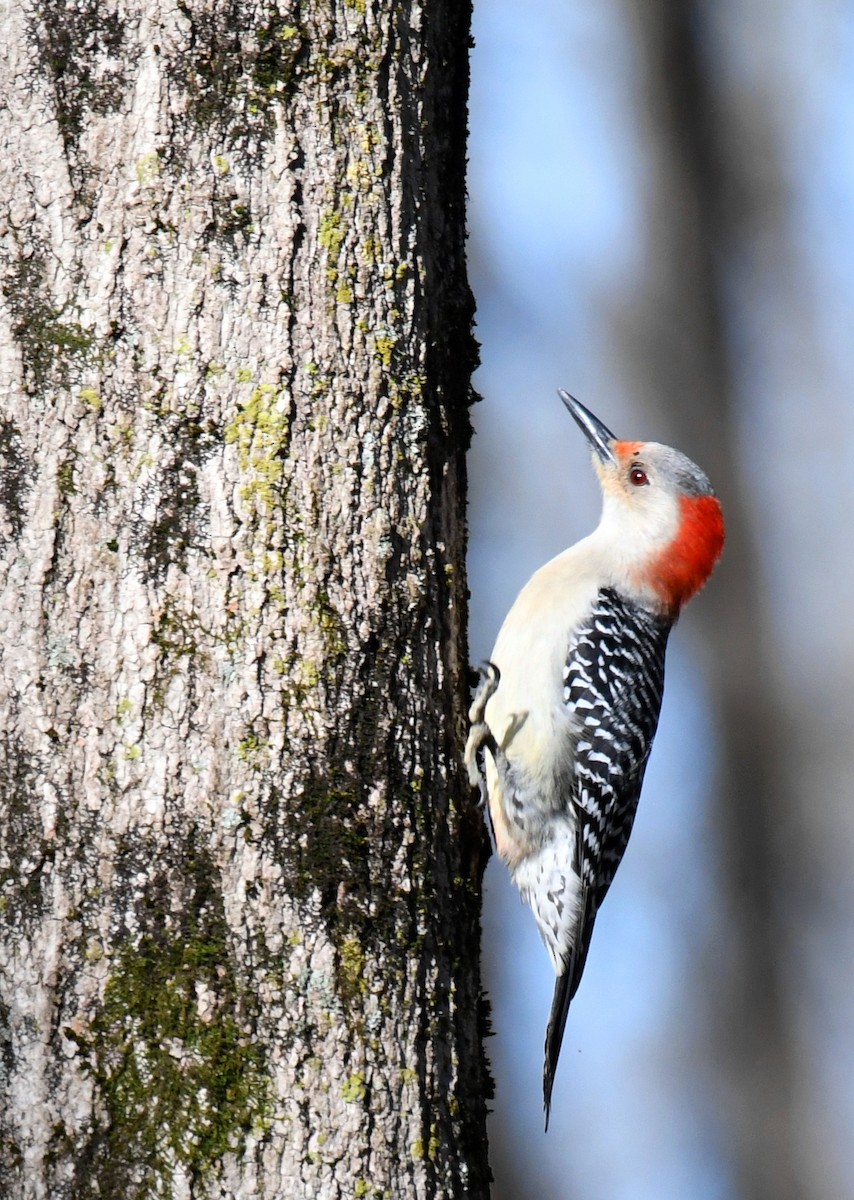 Red-bellied Woodpecker - ML617443013