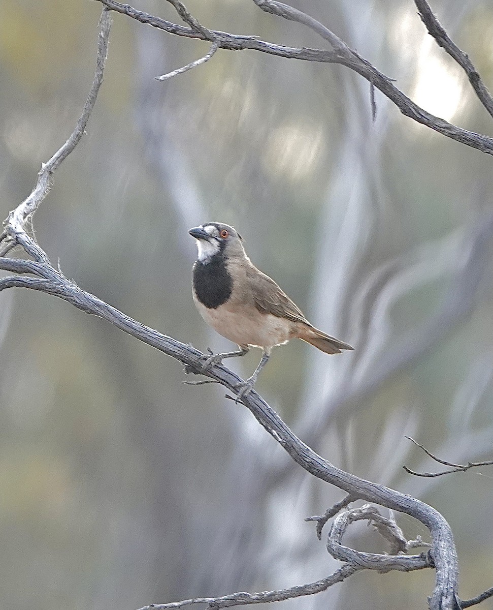 Crested Bellbird - ML617443020