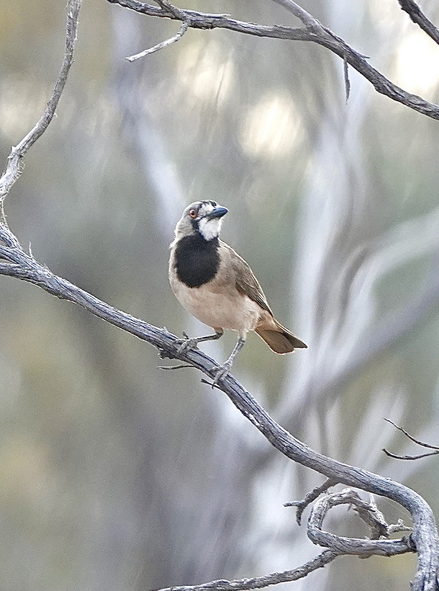 Crested Bellbird - Howie Nielsen