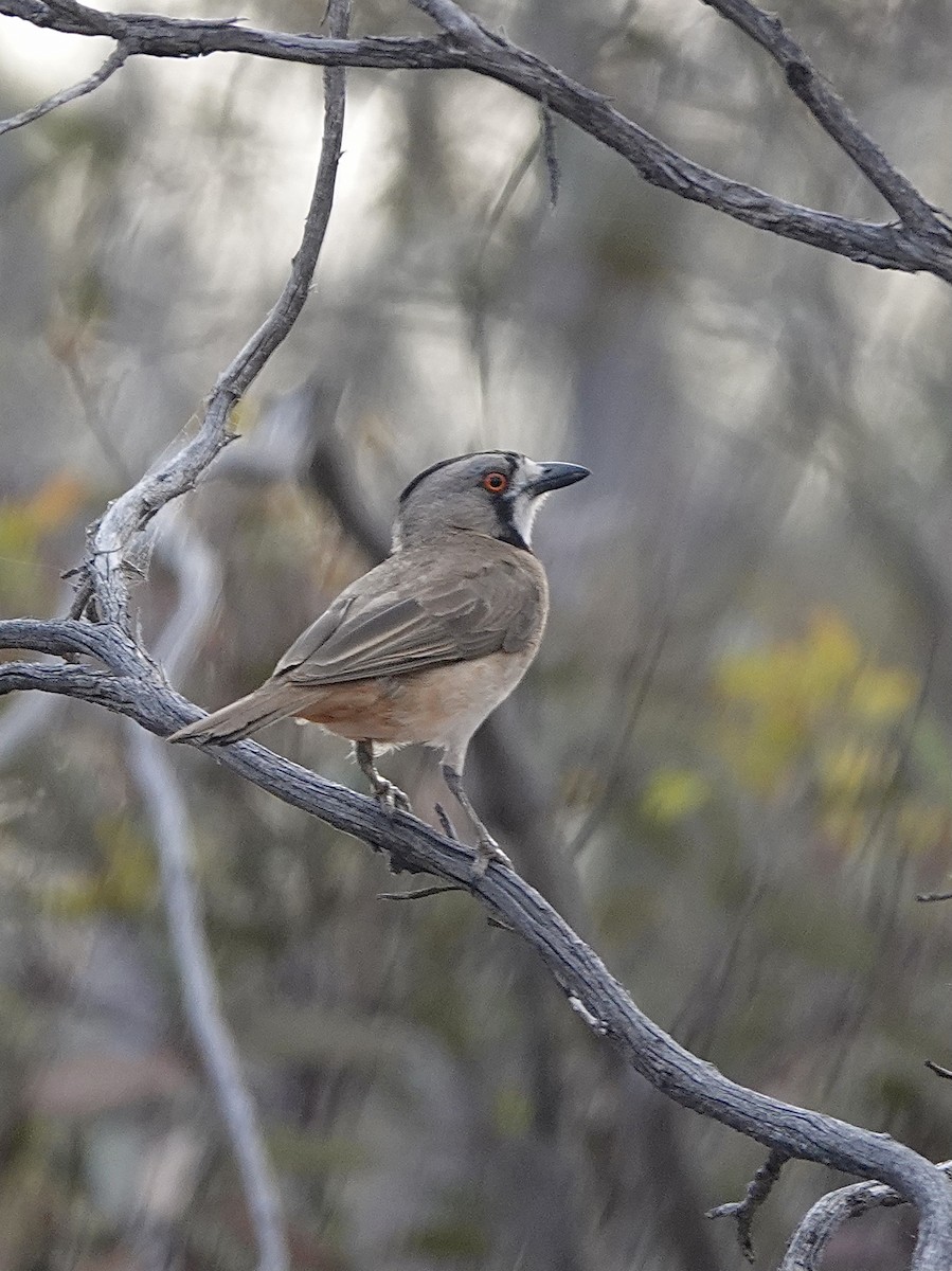 Crested Bellbird - ML617443022