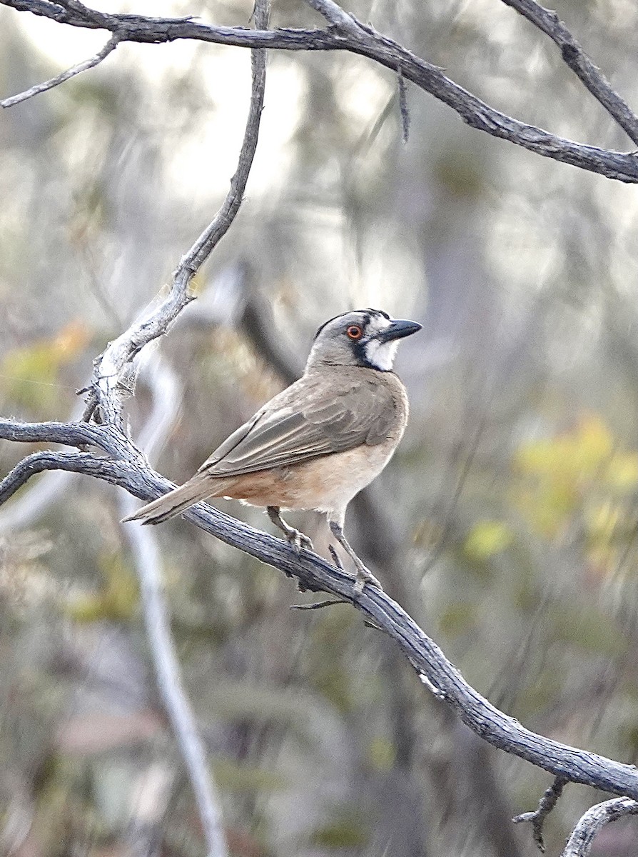 Crested Bellbird - ML617443023