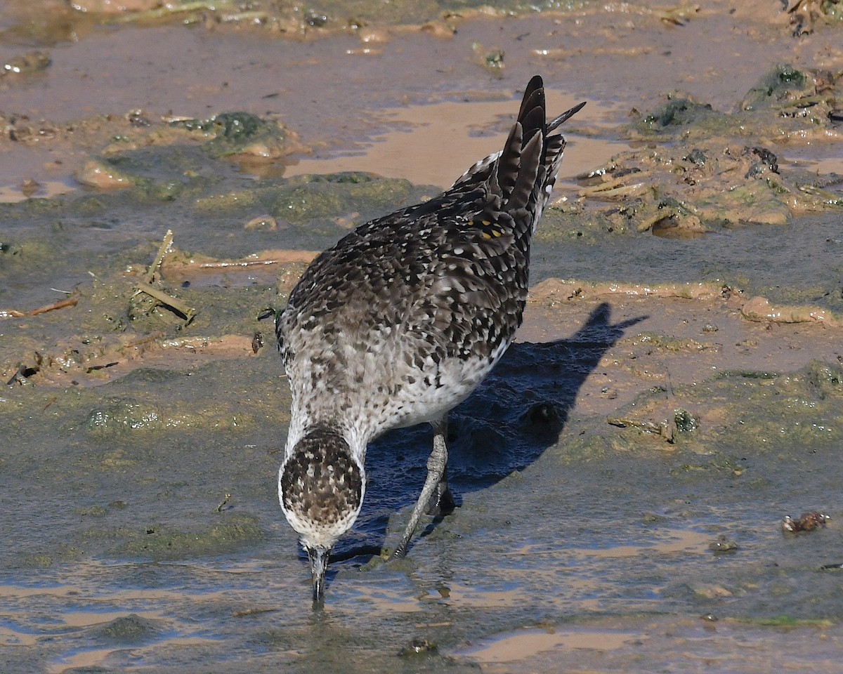 American Golden-Plover - ML617443030