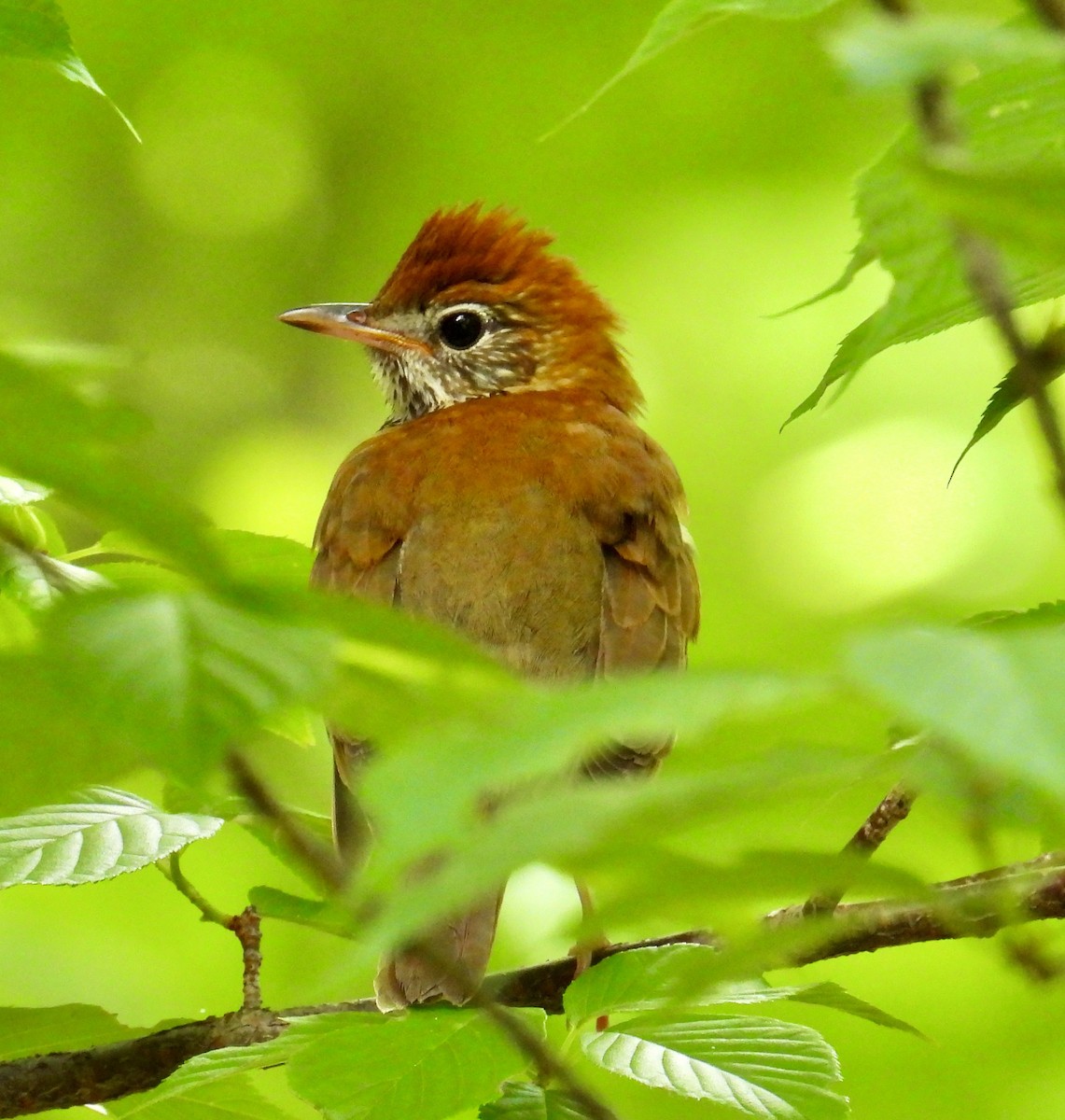 Wood Thrush - Van Remsen