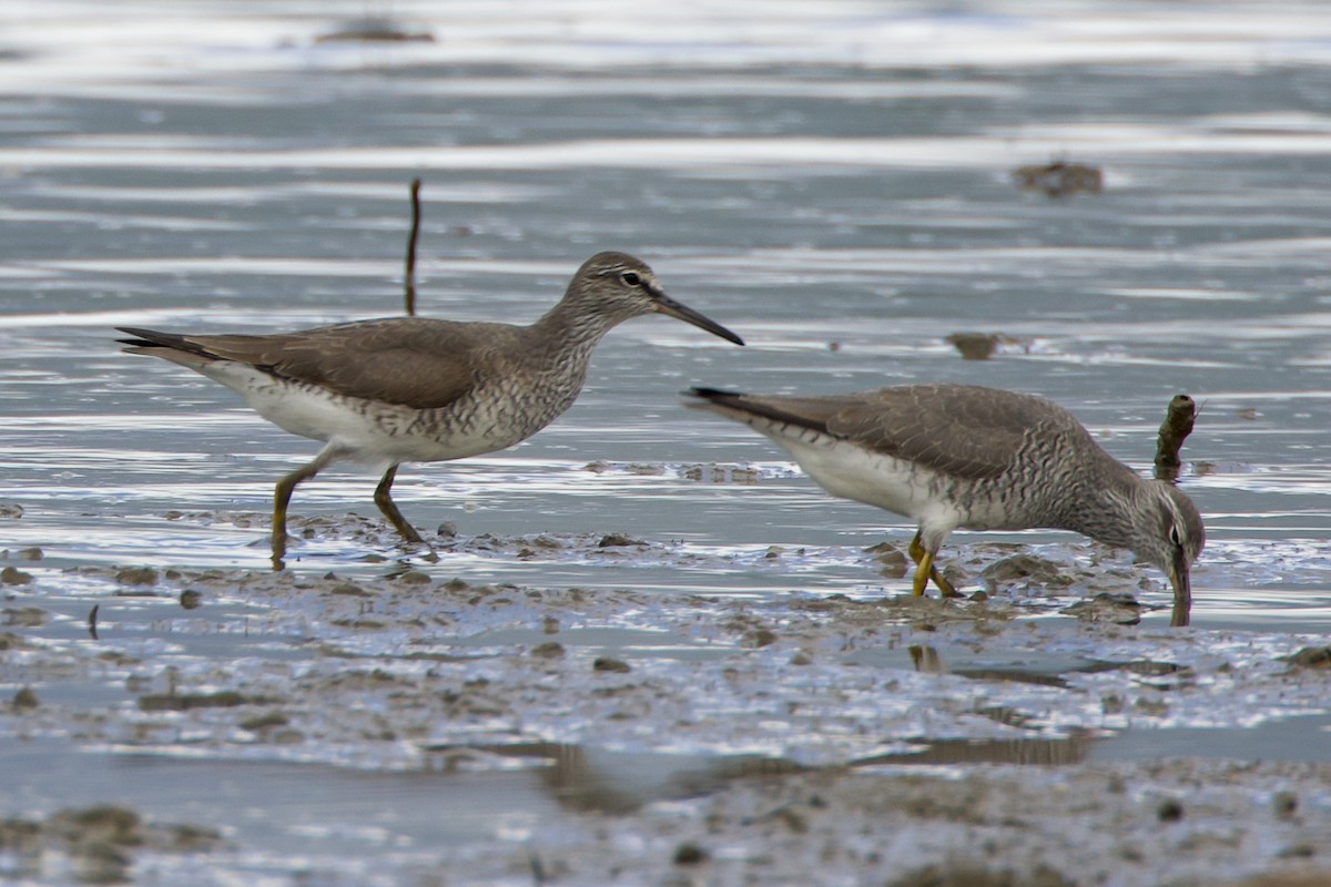 Gray-tailed Tattler - ML617443049