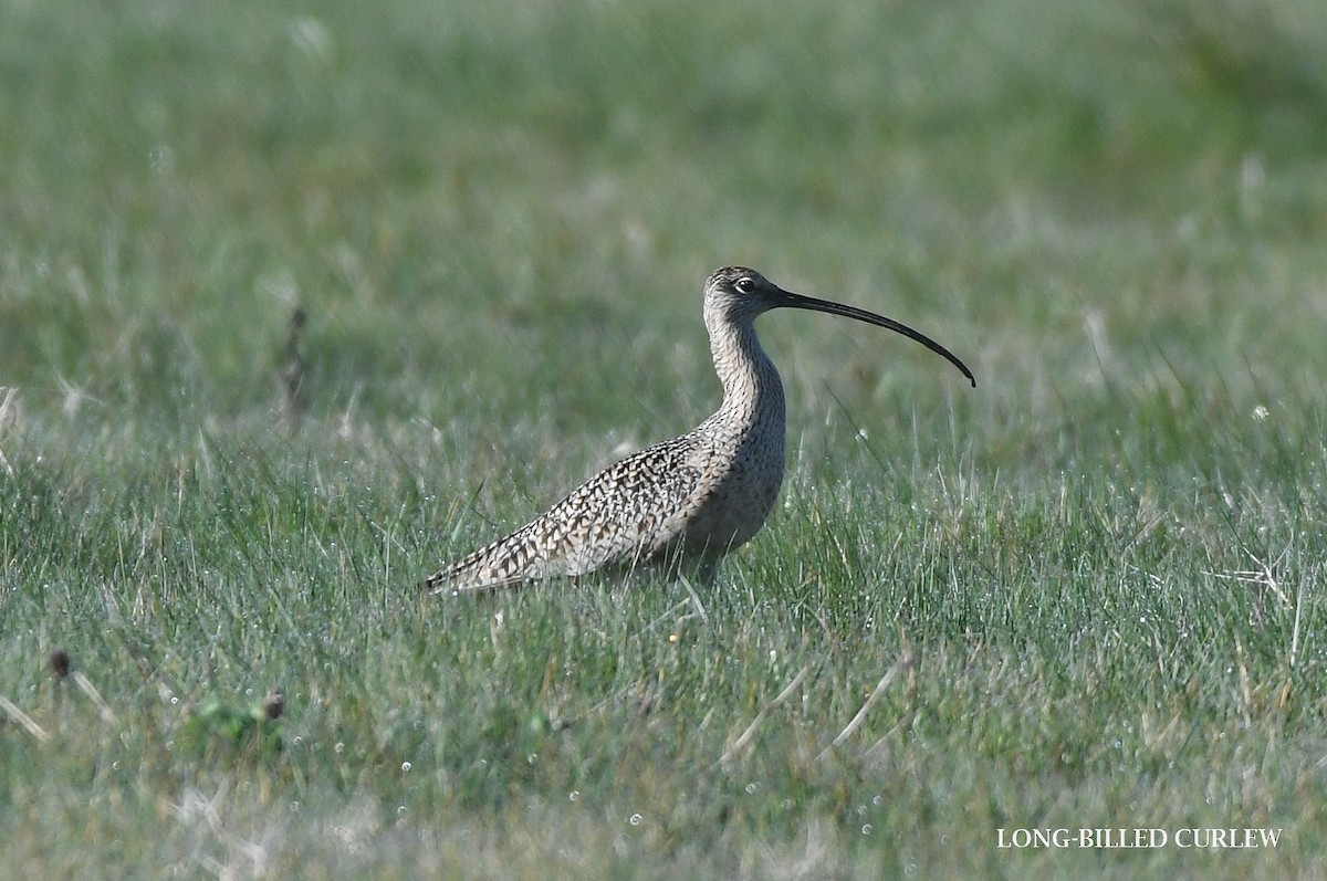Long-billed Curlew - ML617443055