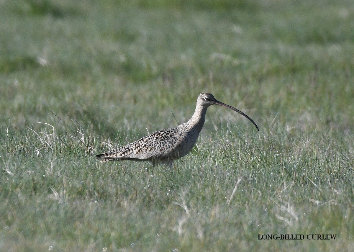 Long-billed Curlew - ML617443056