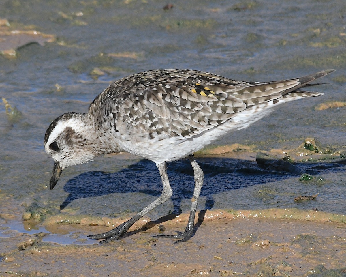 American Golden-Plover - ML617443075