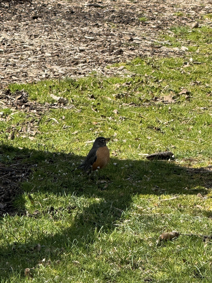 American Robin - ML617443098