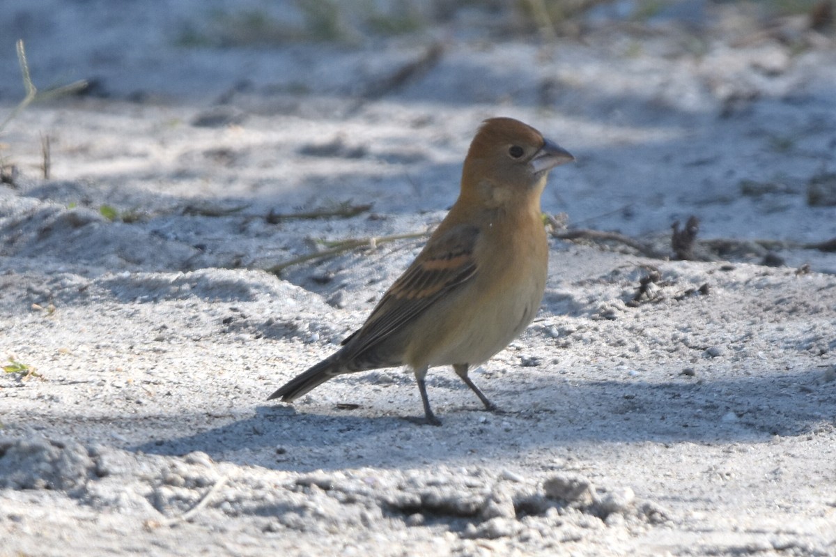 Blue Grosbeak - ML617443111