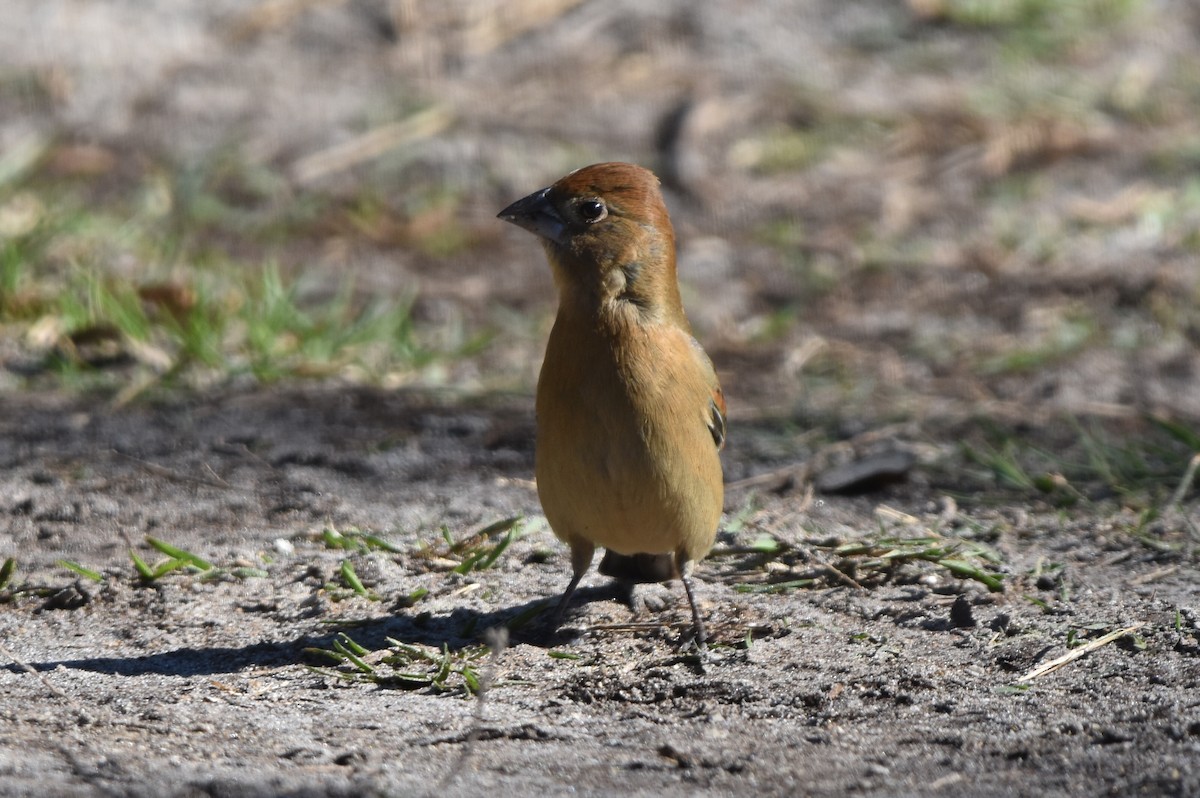 Blue Grosbeak - Nathan Langwald