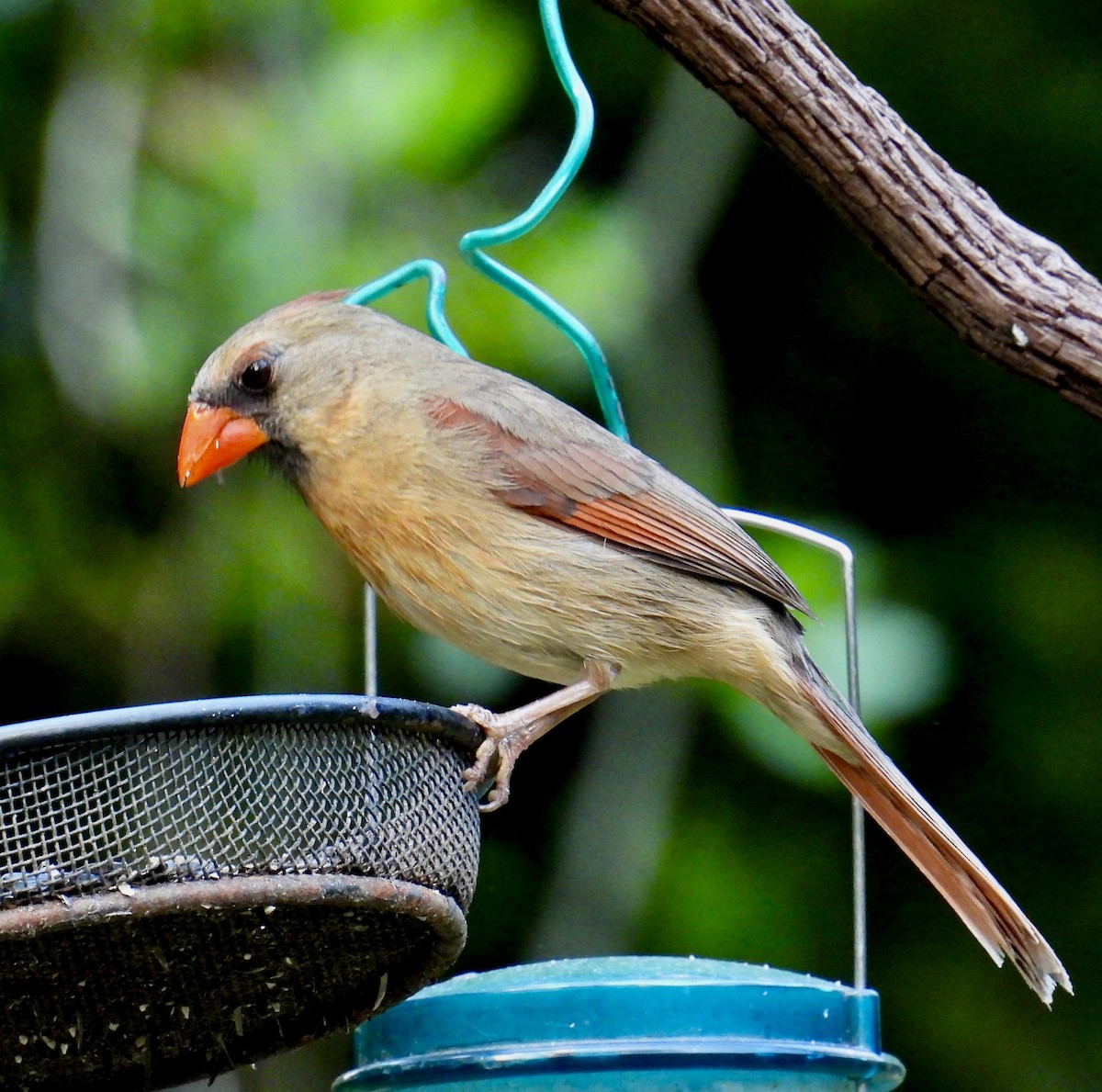 Northern Cardinal - ML617443132