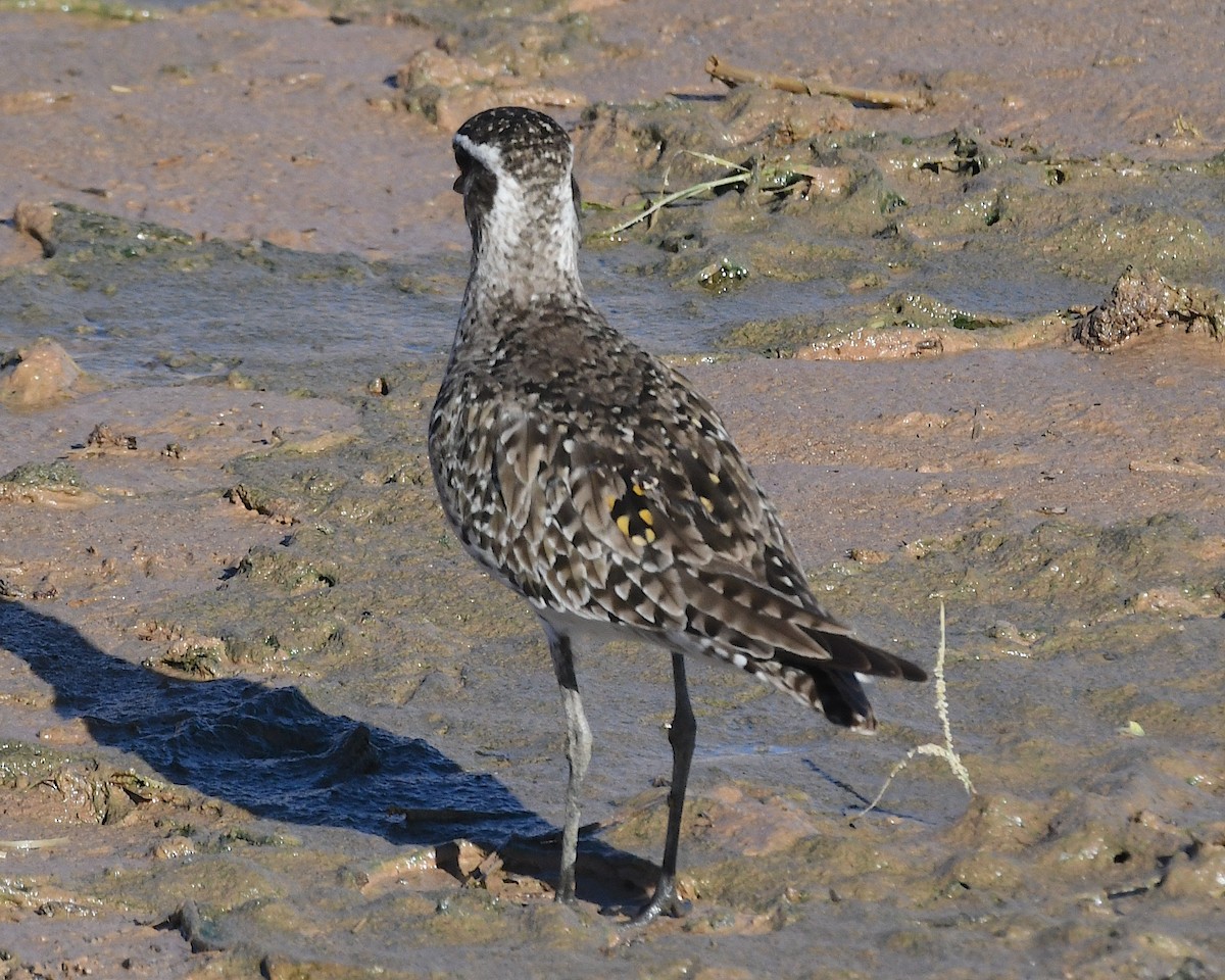 American Golden-Plover - ML617443149