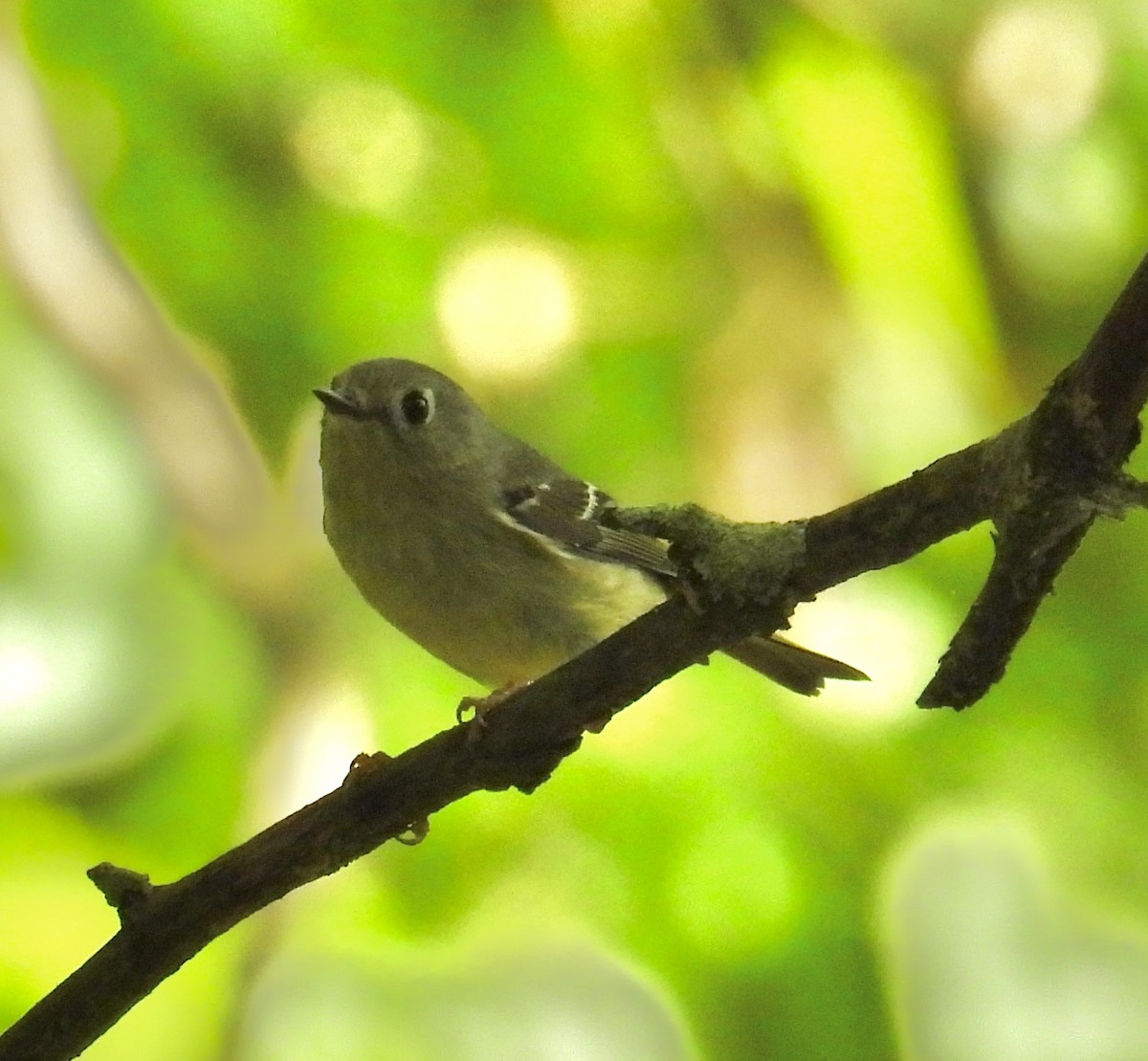 Ruby-crowned Kinglet - ML617443152