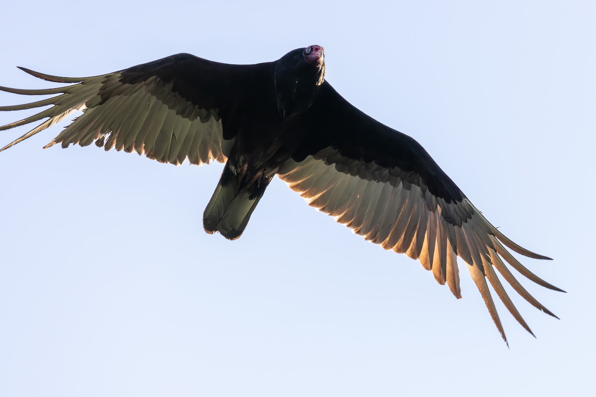 Turkey Vulture - ML617443184