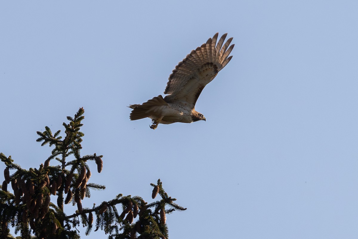 Red-tailed Hawk - Billy Tran