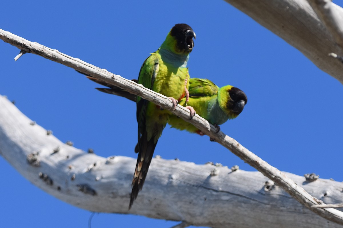 クロガミインコ - ML617443209