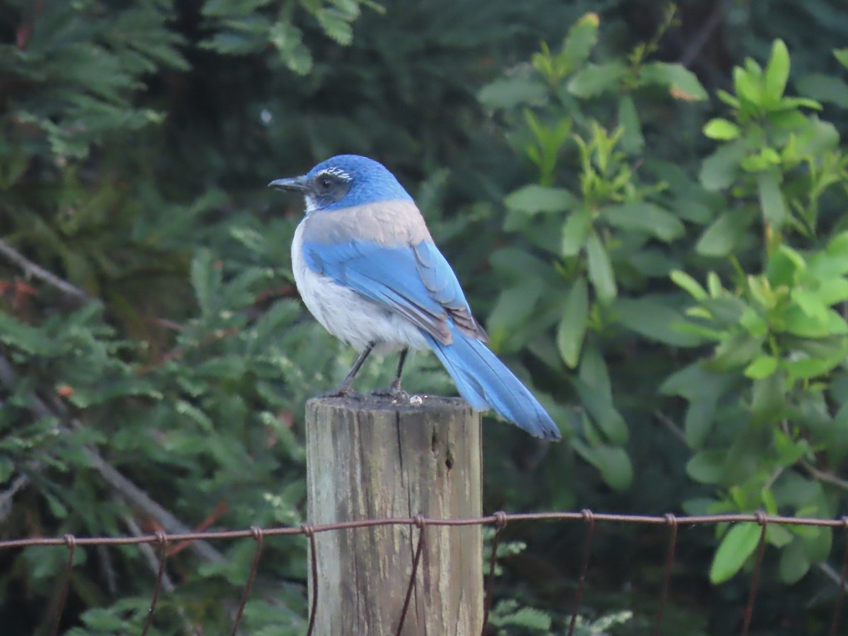 California Scrub-Jay - ML617443257