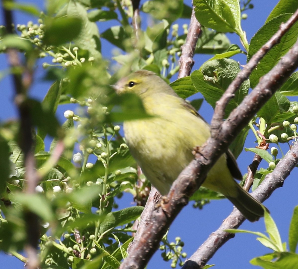 Orange-crowned Warbler - Jane Stulp