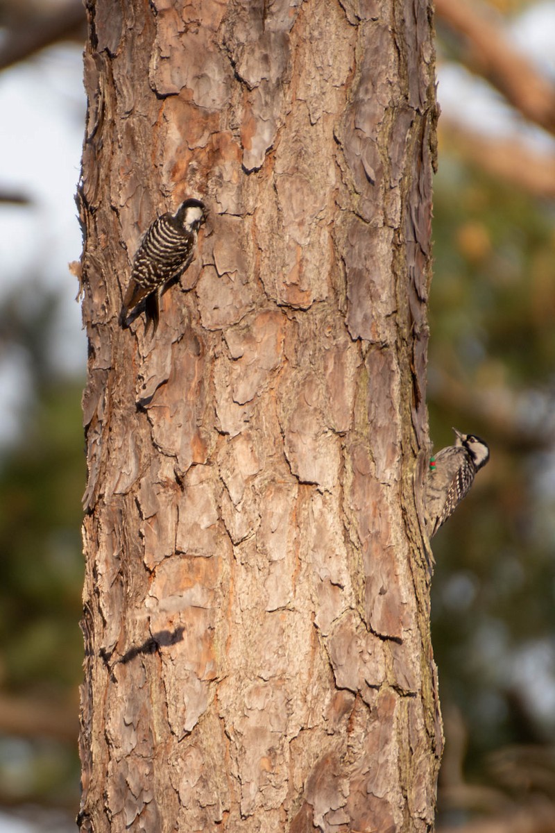 Red-cockaded Woodpecker - ML617443357