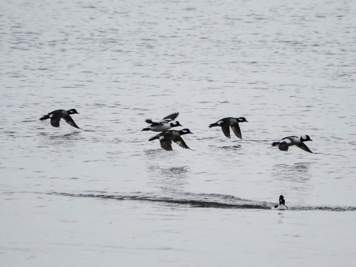 Bufflehead - ML617443370