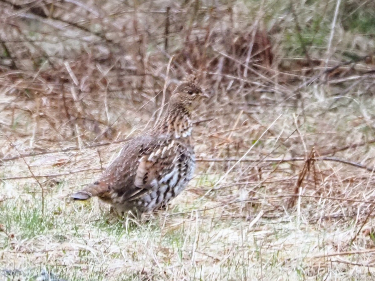 Ruffed Grouse - ML617443387