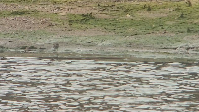 Lesser Yellowlegs - ML617443403