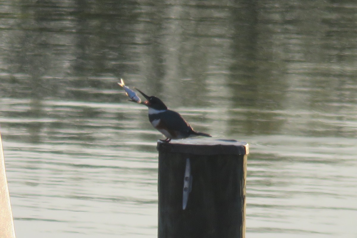 Belted Kingfisher - J. Isaacs