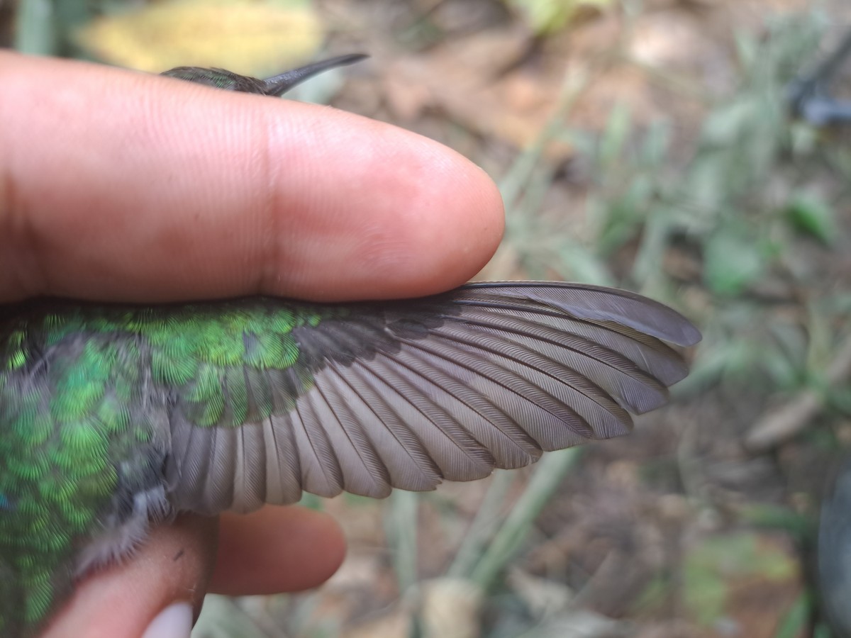 Olive-spotted Hummingbird - Noe Roger Huaraca Charca