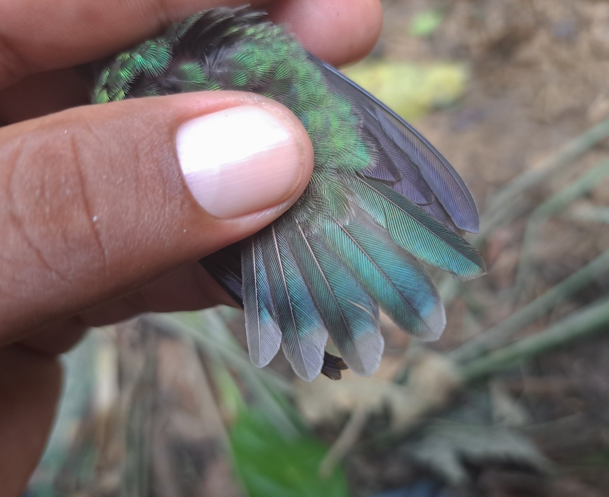 Olive-spotted Hummingbird - ML617443432