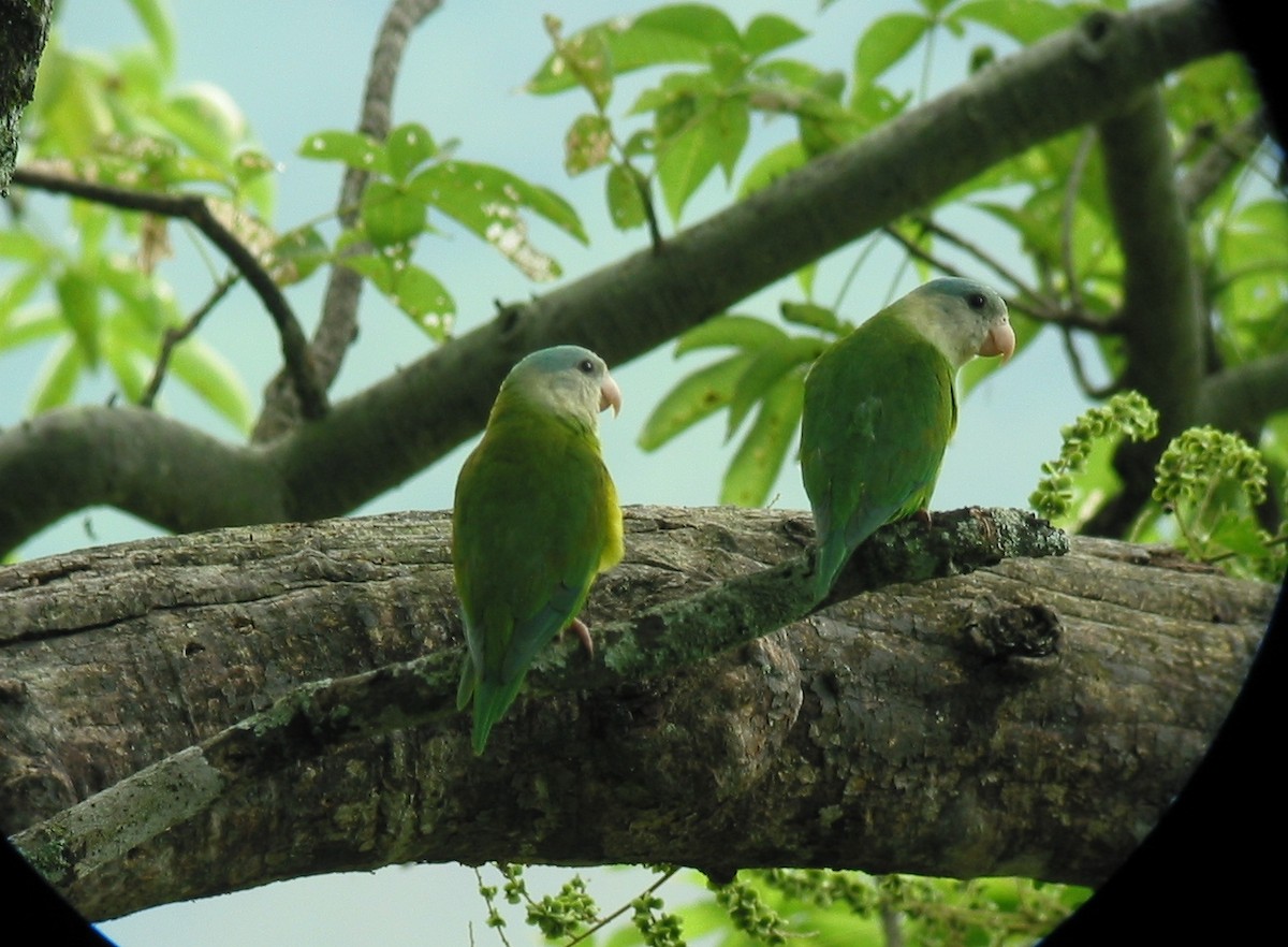 Gray-cheeked Parakeet - Francisco Sornoza