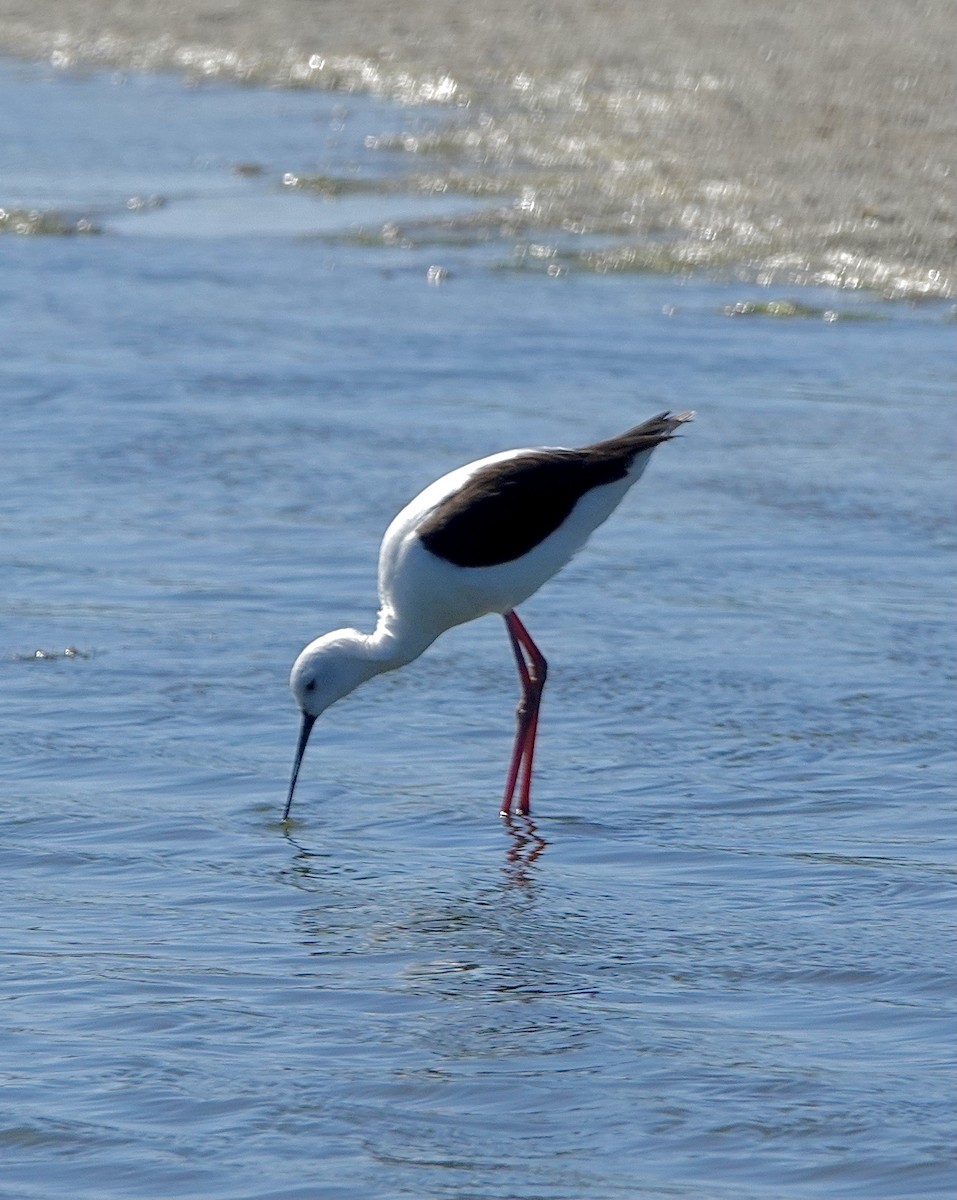 Banded Stilt - Howie Nielsen