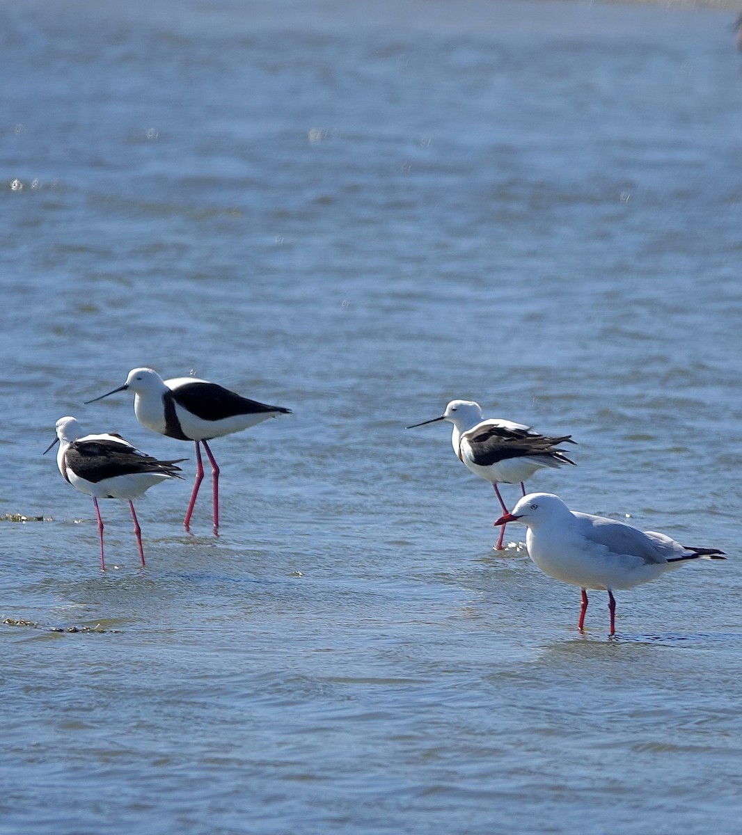 Banded Stilt - ML617443457