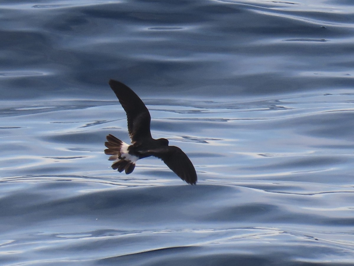 Band-rumped Storm-Petrel - ML617443473