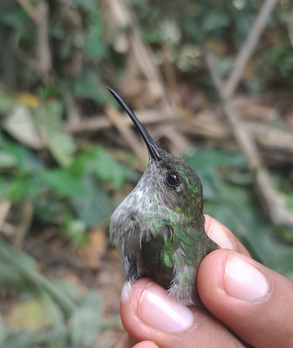Olive-spotted Hummingbird - ML617443475