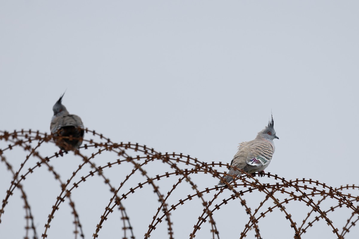 Crested Pigeon - ML617443511