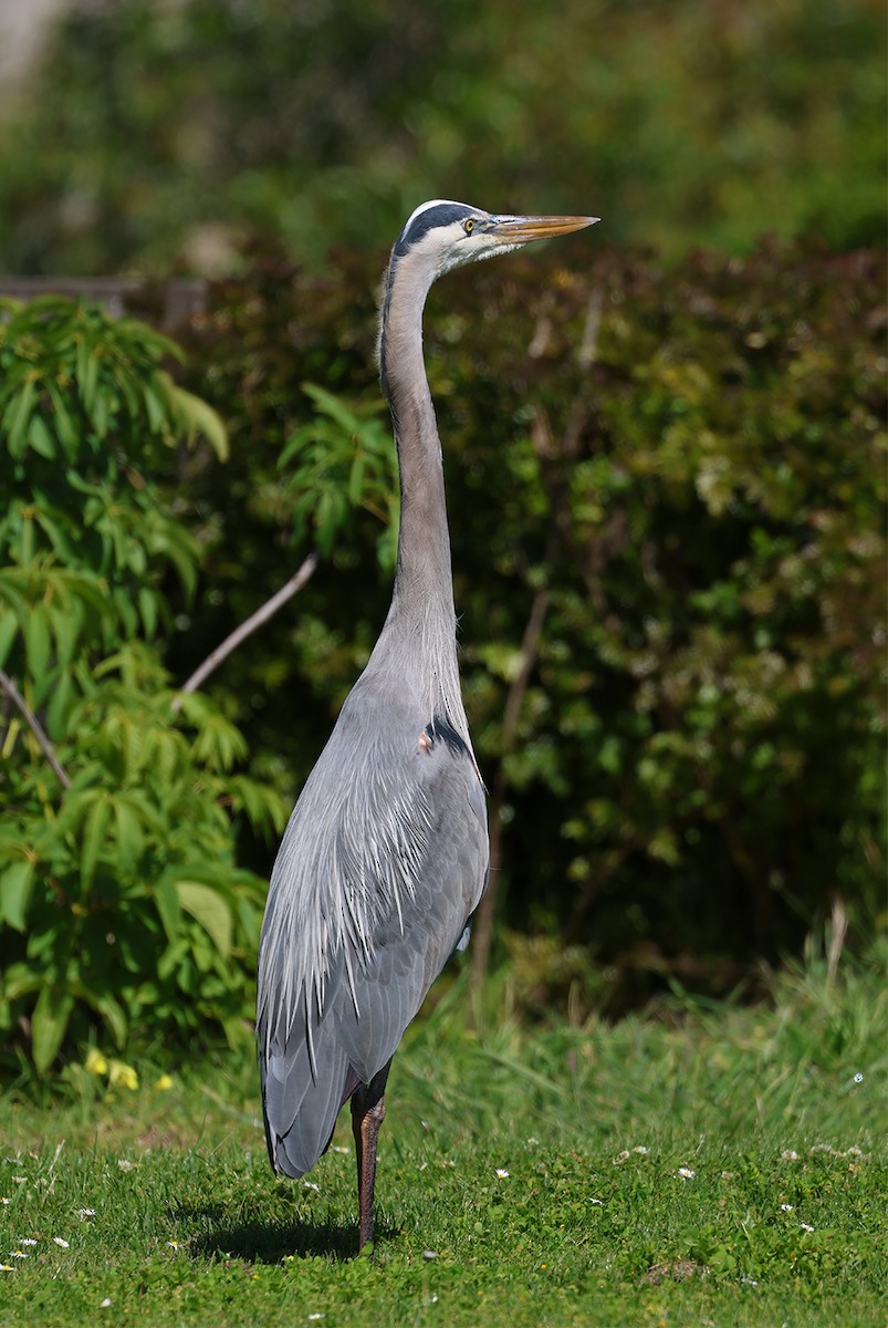 Great Blue Heron (Great Blue) - ML617443523