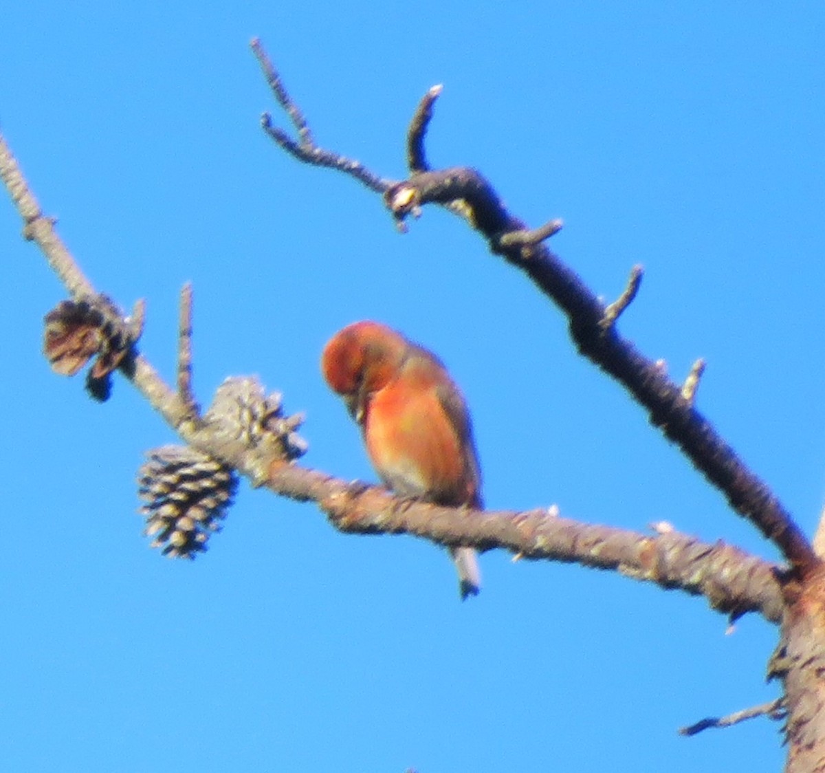 Red Crossbill - ML617443552