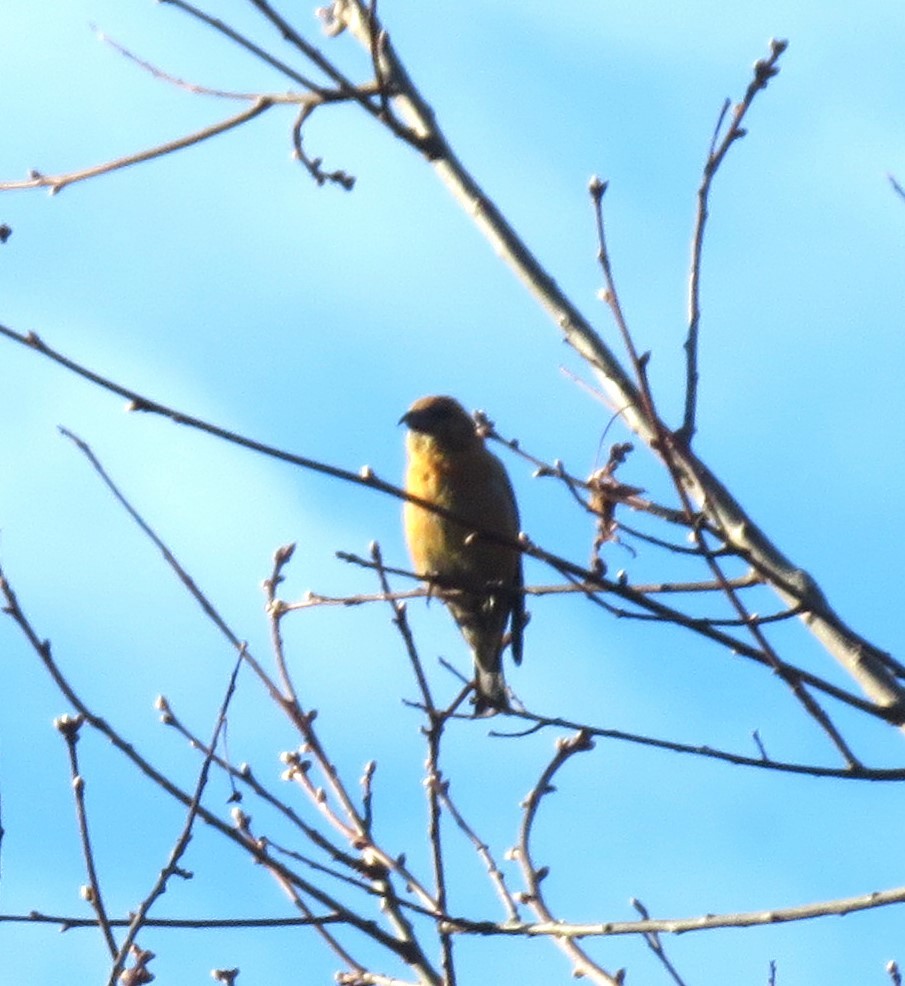 Red Crossbill - ML617443553