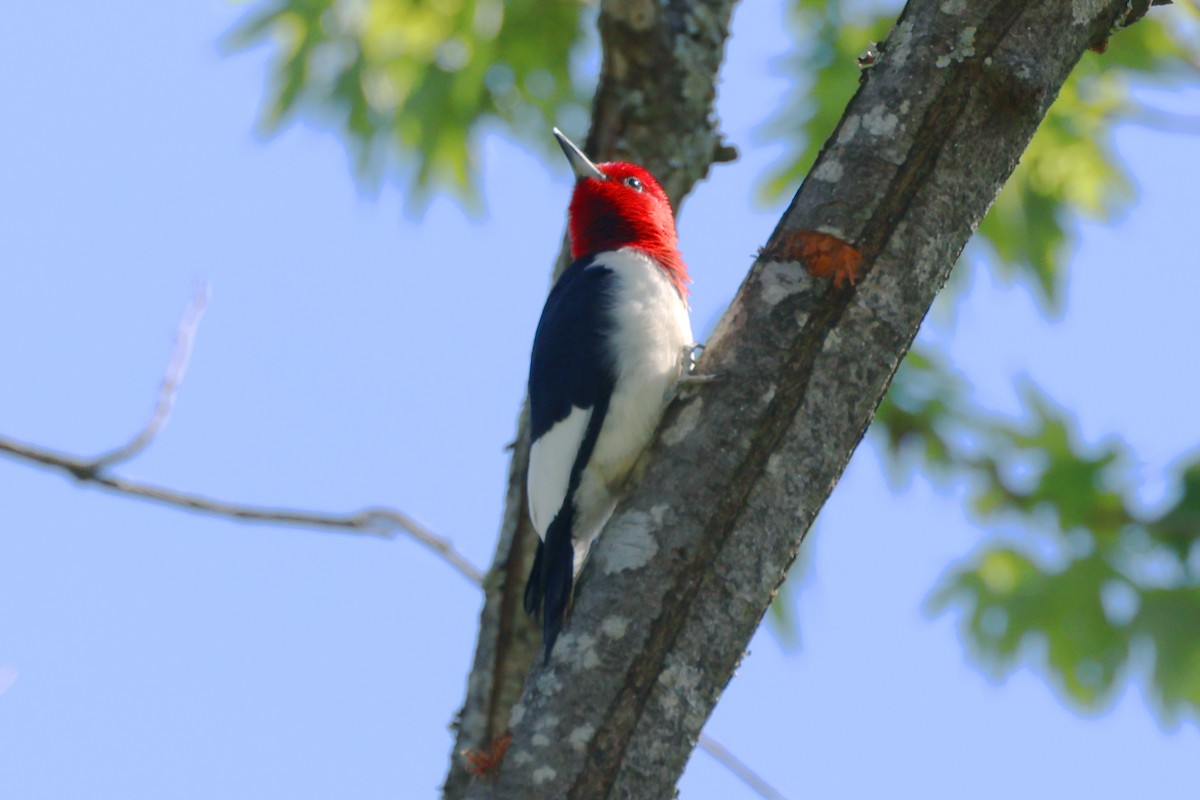 Red-headed Woodpecker - ML617443565