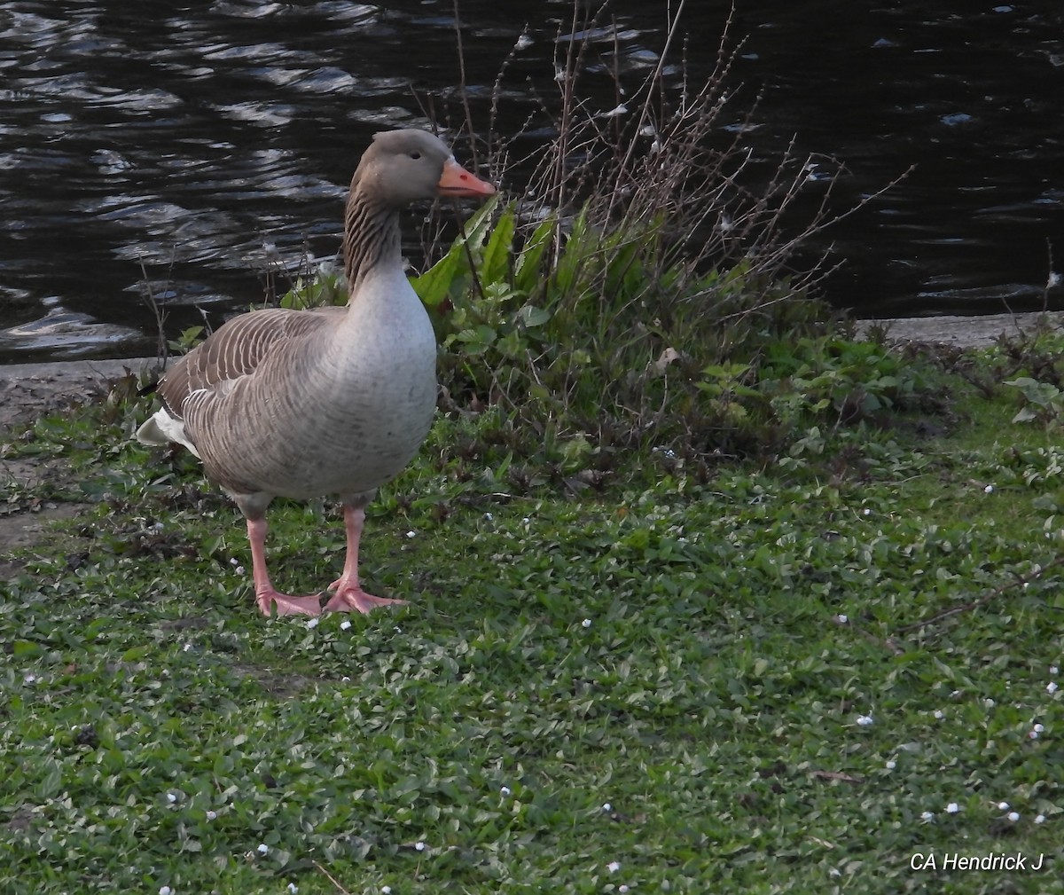 Graylag Goose (European) - Allen HENDRICK 864.360.5468