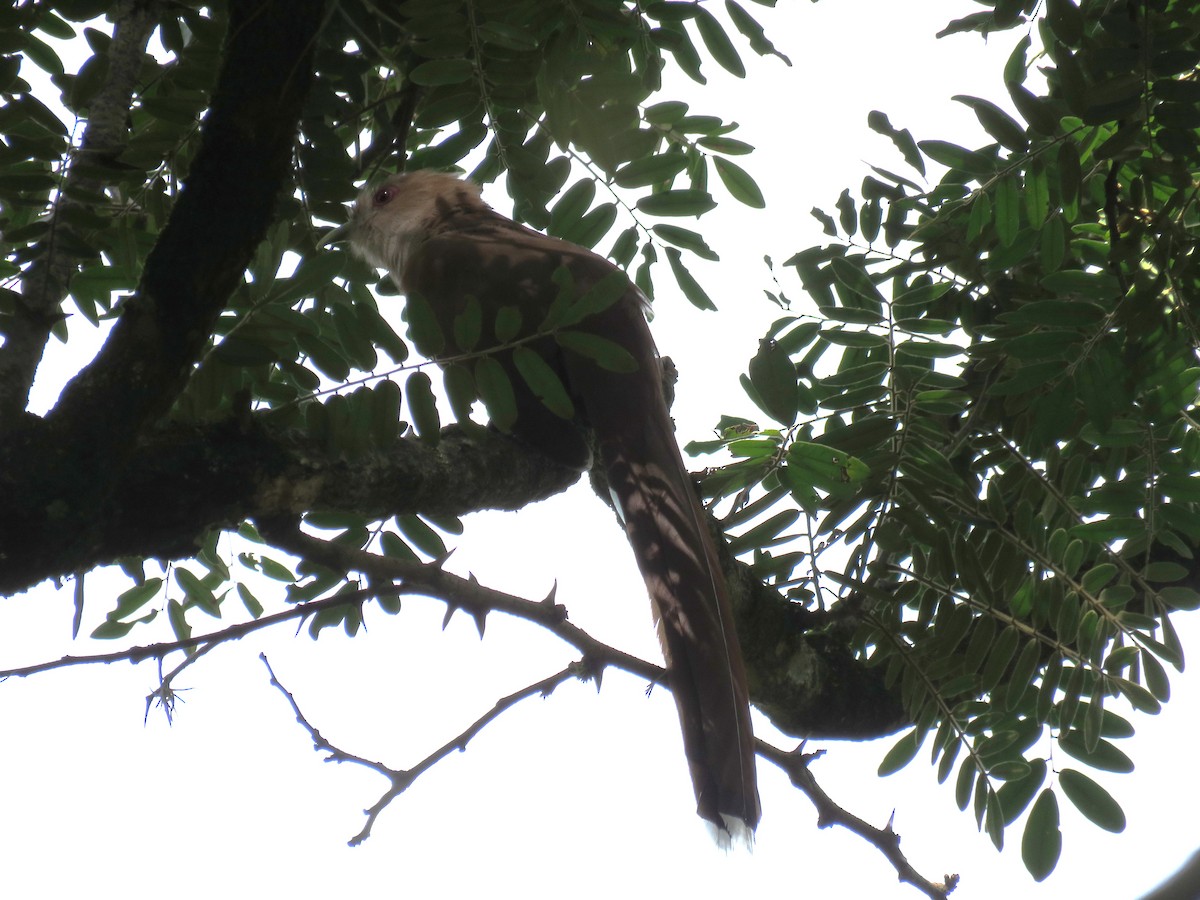 Squirrel Cuckoo - ML617443625