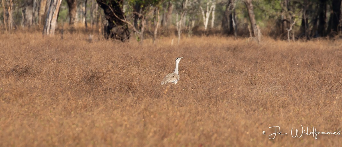 Australian Bustard - ML617443644