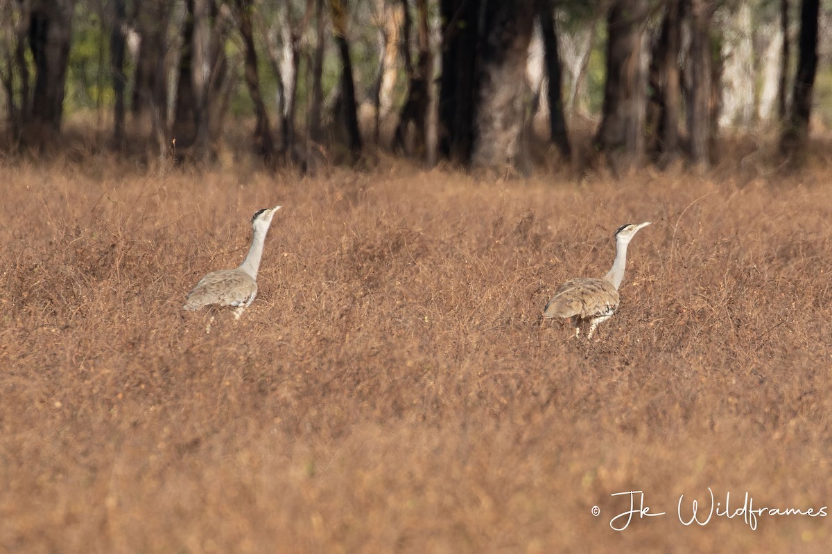 Australian Bustard - ML617443645