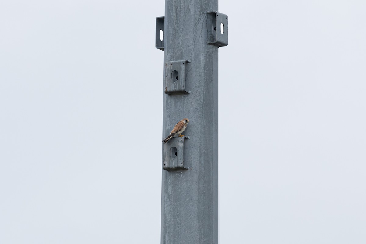 Nankeen Kestrel - ML617443672