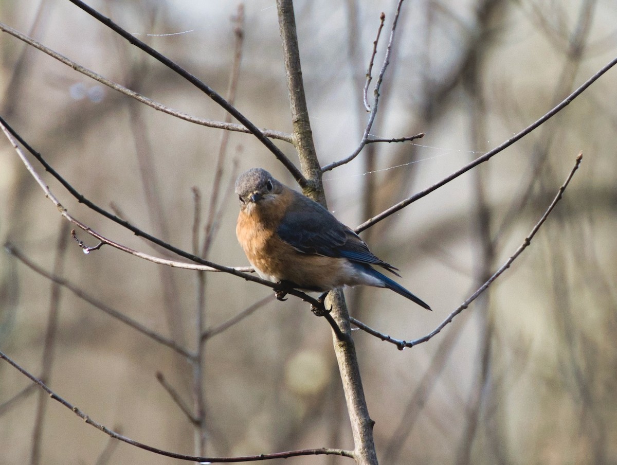 Eastern Bluebird - ML617443681