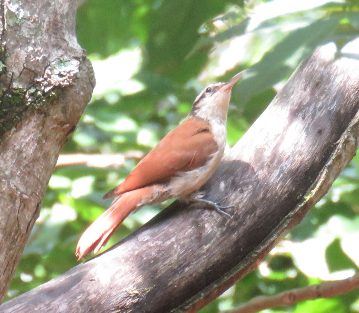 Narrow-billed Woodcreeper - Letícia Matheus Baccarin