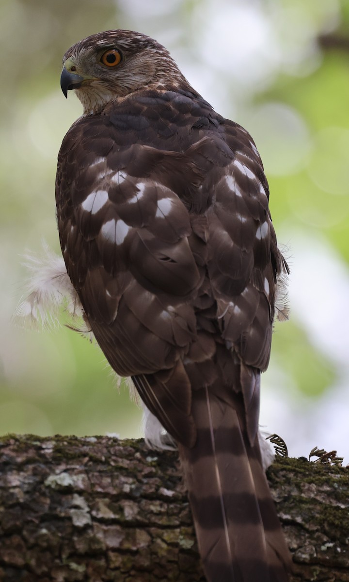 Cooper's Hawk - ML617443723